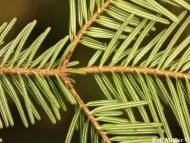 Abies alba 