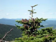 Abies balsamea var. phanerolepis 