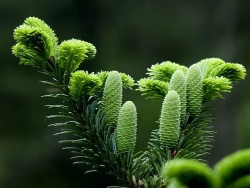 Abies beshanzuensis - Sapin du Baishanzu
