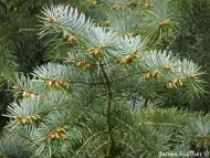 Abies bracteata 