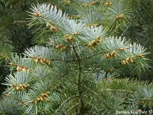 Abies bracteata - Sapin de Santa Lucia, Sapin à Bractées