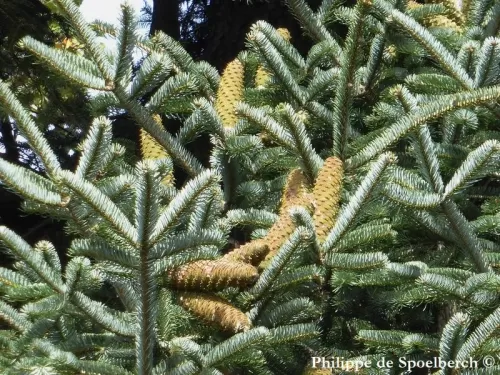 Abies cephalonica - Sapin de Céphalonie, Sapin de Grèce 