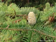 Abies chensiensis 