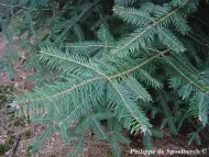 Abies durangensis 