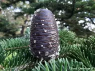 Abies recurvata var. ernestii 