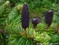 Abies fabri 