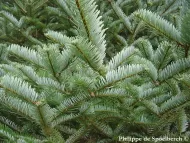 Abies forrestii 
