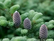 Abies fraseri 