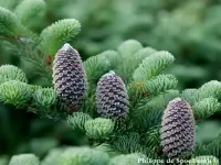 Abies fraseri 