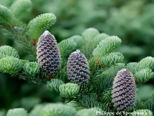 Abies fraseri - Sapin de Fraser