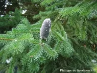 Abies gamblei