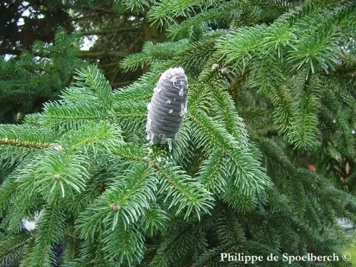 Abies gamblei - Sapin de Gamble