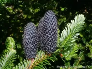 Abies forrestii var. georgei 