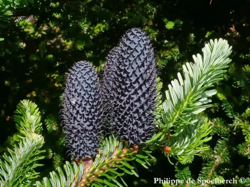 Abies forrestii var. georgei - Sapin de George