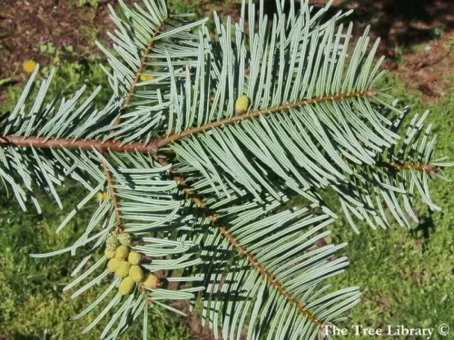 Abies grandis - Sapin de Vancouver, Sapin géant 