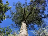 Abies hidalgensis