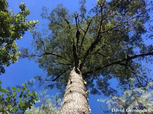 Abies hidalgensis - Sapin du Hidalgo