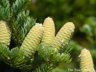 Abies holophylla 