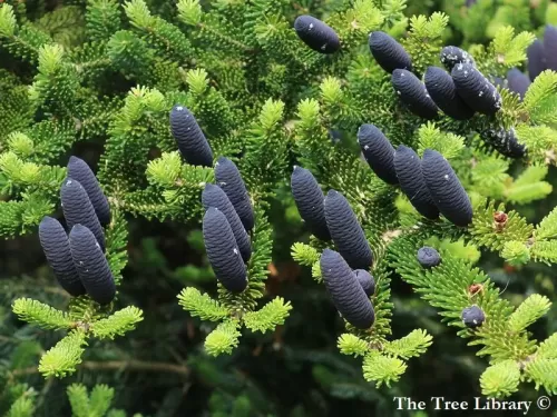 Abies homolepis - Sapin de Nikko
