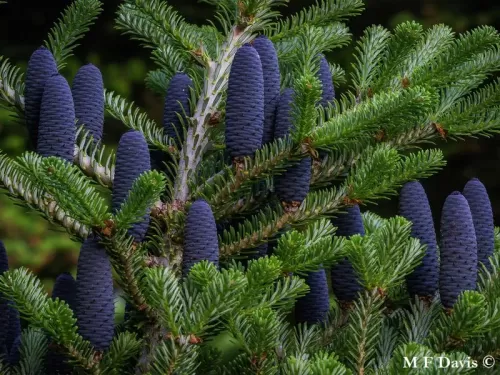Abies koreana - Sapin de Corée