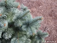 Abies lasiocarpa var. arizonica 