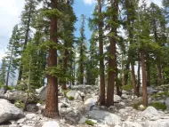 Abies magnifica 