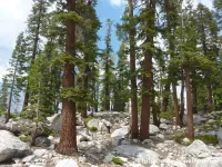 Abies magnifica 
