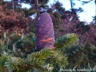 Abies mariesii 