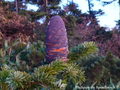 Abies mariesii - Sapin de Maries