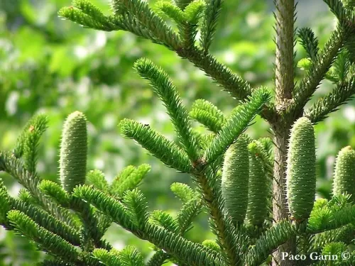 Abies nebrodensis - Sapin de Sicile, Sapin des Nébrodes