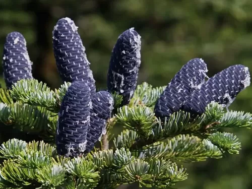Abies nephrolepis - Sapin de Khinghan, Sapin de Sibérie orientale, Sapin blanc de Sibérie