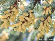 Abies nordmanniana