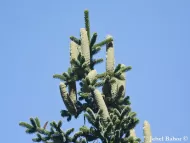 Abies numidica 