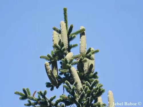 Abies numidica - Sapin de Numidie, Sapin d’Algérie, Sapin de Kabylie, Sapin des Babors