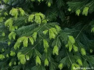Abies pindrow 