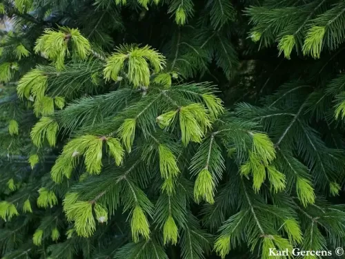 Abies pindrow - Sapin pindrow, Sapin argenté, Sapin argenté de l'ouest Himalaya