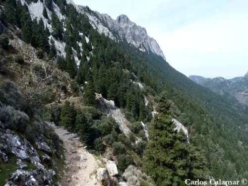 Abies pinsapo - Sapin d'Andalousie, Sapin d'Espagne, Sapin de Ronda, Sapin des piliers d'Hercule