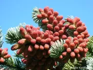 Abies procera 