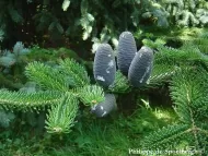 Abies recurvata 