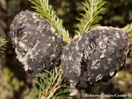 Abies religiosa