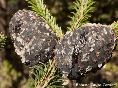 Abies religiosa - Sapin sacré du Mexique, Oyamel, Sapin religieux