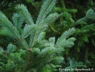 Abies sachalinensis 