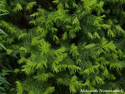 Abies sibirica subsp. semenovii - Sapin de Tien Shan