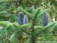 Abies spectabilis