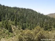 Abies pinsapo var. tazaotana