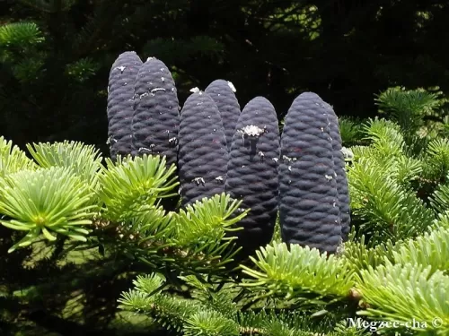 Abies veitchii - Sapin de Veitch