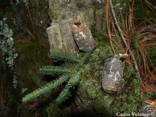 Abies vejarii - Sapin de Vejar