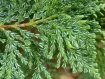 Austrocedrus