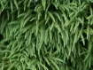 Cryptomeria