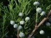 Juniperus 